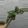 plant/Monstera Adansonii - Swiss Cheese Plant 4 Inch-0-thumbnail