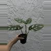 plant/Monstera Adansonii - Swiss Cheese Plant 4 Inch-2-thumbnail