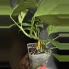 plant/Rhaphidophora tetrasperma-1-thumbnail