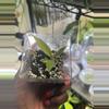 plant/Philodendron Flobe (Florida Beauty) x Tortum-1-thumbnail