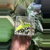 plant/Philodendron Flobe (Florida Beauty) x Tortum-0-thumbnail