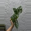 plant/Monstera Adansonii - Swiss Cheese Plant 4 Inch-1-thumbnail