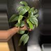 plant/Rhaphidophora tetrasperma-0-thumbnail