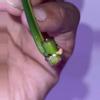 plant/Philodendron Flobe (Florida Beauty) x Tortum-3-thumbnail