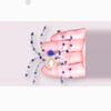 plant/Crystal Beaded Spider-1-thumbnail