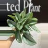 plant/Scindapsus treubii moonlight-0-thumbnail