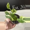 plant/Pothos n joy-0-thumbnail