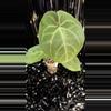 plant/A. Hoff x Dress #6-5-thumbnail
