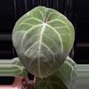plant/A. Hoff x Dress #6-1-thumbnail