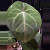 plant/A. Hoff x Dress #6-2-thumbnail