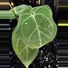 plant/A. Hoff x Dress #6-3-thumbnail