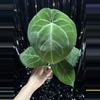 plant/A. Hoff x Dress #6-0-thumbnail