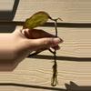free_shipping/Root my Hoya! (Hoyas only)-0-thumbnail