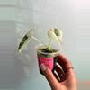 plant/Variegated Alocasia Frydek-2-thumbnail