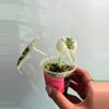 plant/Variegated Alocasia Frydek-1-thumbnail