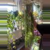 plant/Hoya Linearis Cuttings FEW LEFT !!!!-2-thumbnail