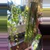 plant/Hoya Linearis Cuttings FEW LEFT !!!!-1-thumbnail