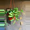 plant/Hoya Krimson Princess-2-thumbnail