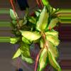 plant/Hoya Krimson Princess-0-thumbnail