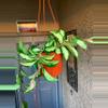 plant/Hoya Krimson Princess-3-thumbnail