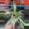 plant/Spider Plants Reverse Varigation-0-thumbnail