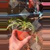 plant/Spider plants "Curly Bonnie"-1-thumbnail