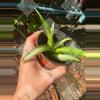 plant/Spider plants "Hawaiian"-2-thumbnail