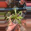 plant/Spider plants "Curly Bonnie"-0-thumbnail