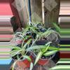 plant/Spider plants "Curly Bonnie"-2-thumbnail