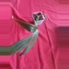 plant/Rhaphiodorpha Decursiva Dragon Tail-0-thumbnail