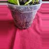 plant/Hawaiian Pothos-1-thumbnail