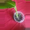 plant/Rhaphiodorpha Decursiva Dragon Tail-0-thumbnail