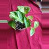 plant/Hawaiian Pothos-2-thumbnail