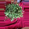 plant/Peperomia Beetle-1-thumbnail