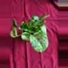plant/Hawaiian Pothos-0-thumbnail