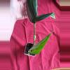 plant/Rhaphiodorpha Decursiva Dragon Tail-0-thumbnail