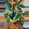 plant/Rhaphiodorpha Decursiva Dragon Tail-1-thumbnail