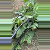 plant/Purple Angel Trumpet Seeds-2-thumbnail