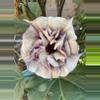 plant/Purple Angel Trumpet Seeds-0-thumbnail