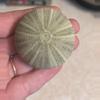 plant/Green sea urchin shell for air plants-0-thumbnail