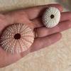 plant/Pastel urchin shell for air plant display-0-thumbnail