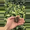 plant/Philodendron cream splash starters growers choice C3-C5-6-thumbnail