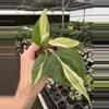 plant/Philodendron cream splash starters growers choice C3-C5-1-thumbnail