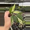 plant/Philodendron cream splash starters growers choice C3-C5-3-thumbnail