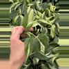 plant/Philodendron cream splash starters growers choice C3-C5-5-thumbnail