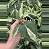 plant/Philodendron cream splash starters growers choice C3-C5-4-thumbnail