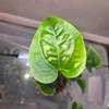 plant/Anthurium Decipiens-2-thumbnail