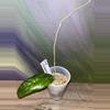 plant/Hoya juannguoana-0-thumbnail
