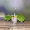plant/Hoya obovata-0-thumbnail