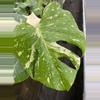 plant/4" Monstera Thai constellation-1-thumbnail